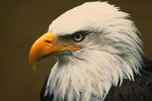 DeezMistaReez@eveningzoo.club