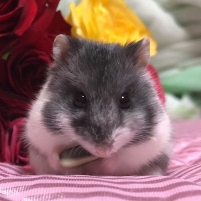 hana___hamu__@bird.froth.zone