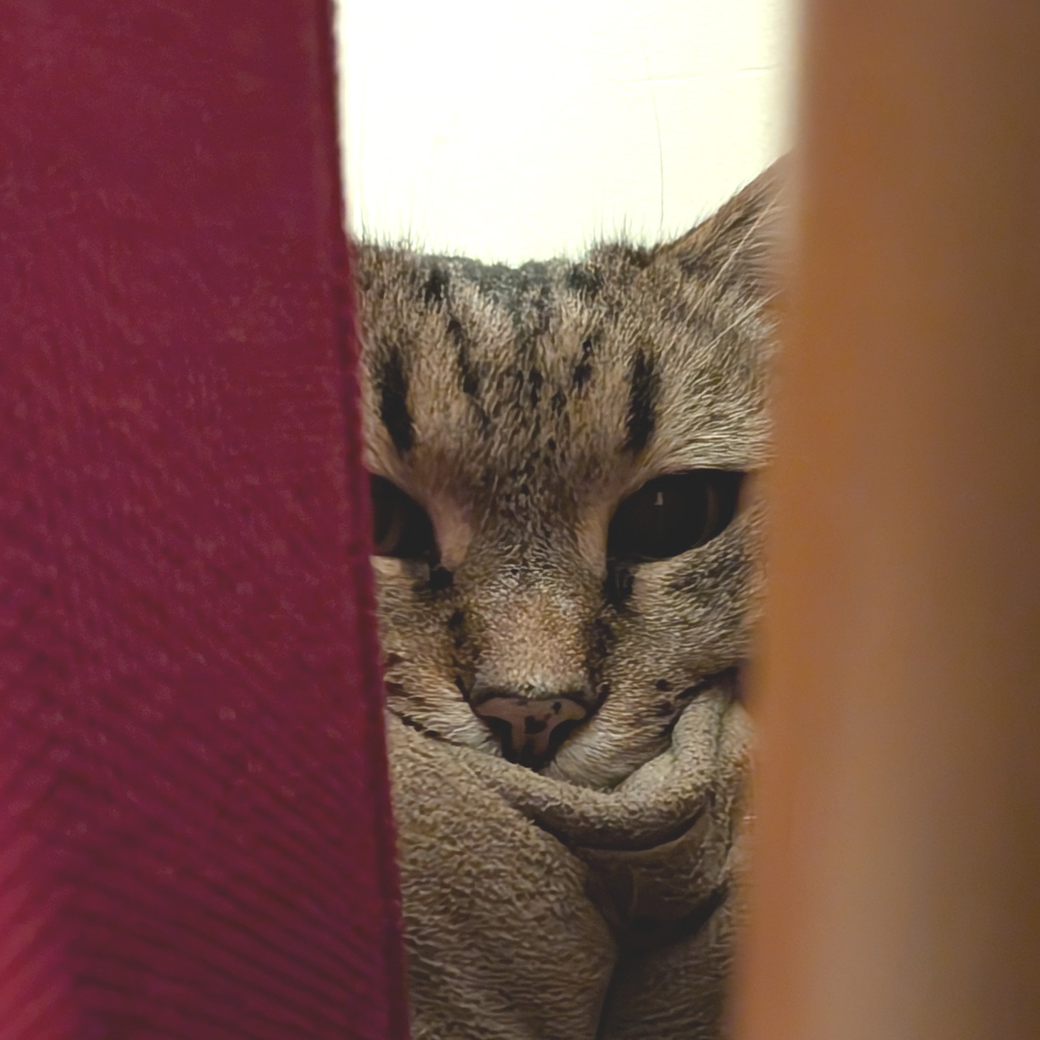 benis_redux@cawfee.club