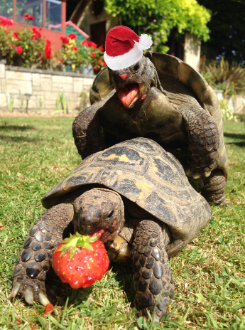 koropokkur@eveningzoo.club