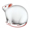 fatteratte