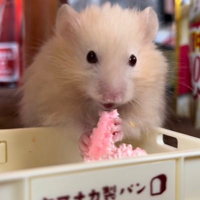 pansuke__@bird.froth.zone