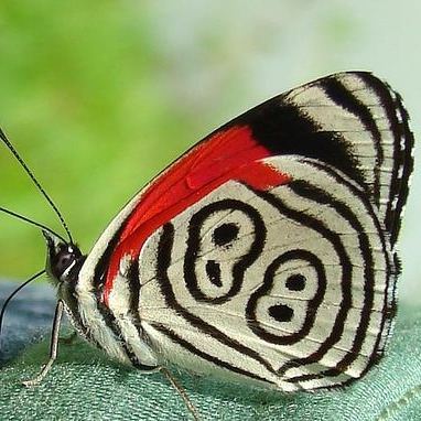 vayda@clubcyberia.co