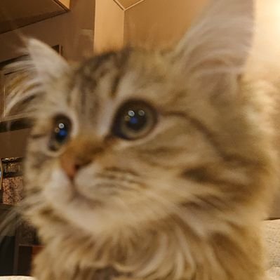 shizuyo55@bird.froth.zone