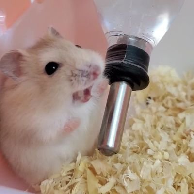 86star2020@bird.froth.zone