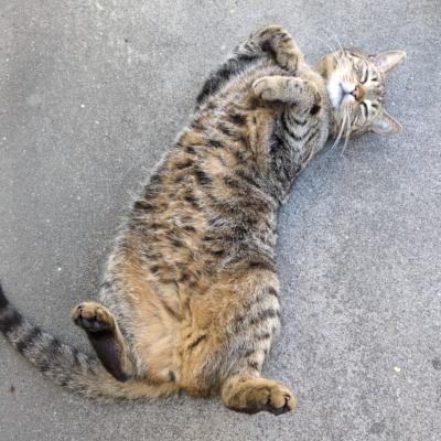 mgorny@social.treehouse.systems