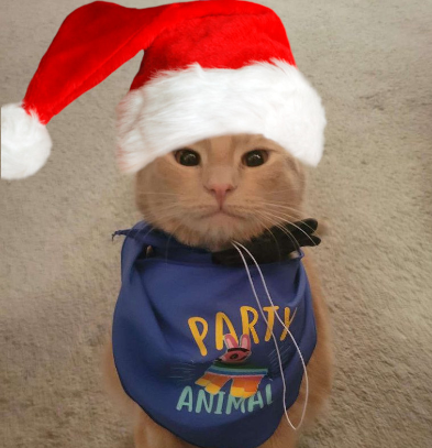 partyanimal@nicecrew.digital